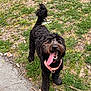 animal, black_dog, canine, dog, excited, fluffy, fur, grass, happy, nature, outdoor, park, pet, pink_harness, playful, sidewalk, summer, tail, tongue_out, walk