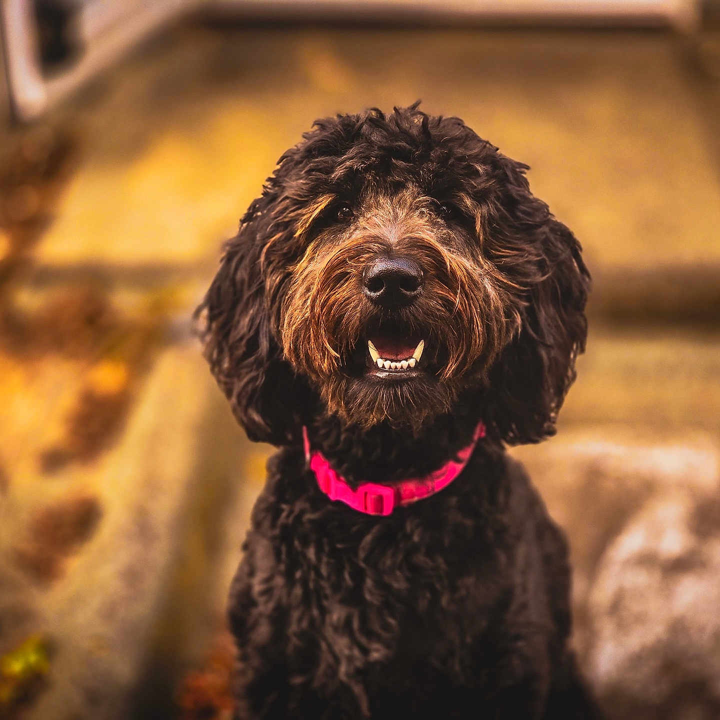 Pepper is registered to the contest to win money with this photo: animal, autumn, black_dog, blurred_background, canine, collar, curly_hair, cute, daylight, dog, friendly, fur, happy, nature, outdoor, path, pet, portrait, sitting, smiling