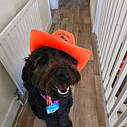 Pepper is registered to the contest to win money with this photo: dog, black_dog, cowboy_hat, orange_hat, indoor, wooden_floor, railings, pet, collar, tag, happy, smiling, looking_up, fur, canine, domestic_animal, animal, cute, playful, companion