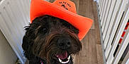 Pepper is registered to the contest to win money with this photo: animal, black_dog, canine, collar, companion, cowboy_hat, cute, dog, domestic_animal, fur, happy, indoor, looking_up, orange_hat, pet, playful, railings, smiling, tag, wooden_floor