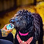 animal, black_dog, blurred_background, canine, close_up, container, curly_fur, dog, eyes, fur, hand, happy, licking, outdoor, person, pet_treat, pink_collar, pink_harness, snout, tattoo