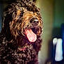 animal, canine, close_up, companion, curly_fur, cute, dog, domestic_animal, expression, fur_texture, furry, happy, indoor, muzzle, pet, pet_portrait, portrait, snout, tongue, tongue_out