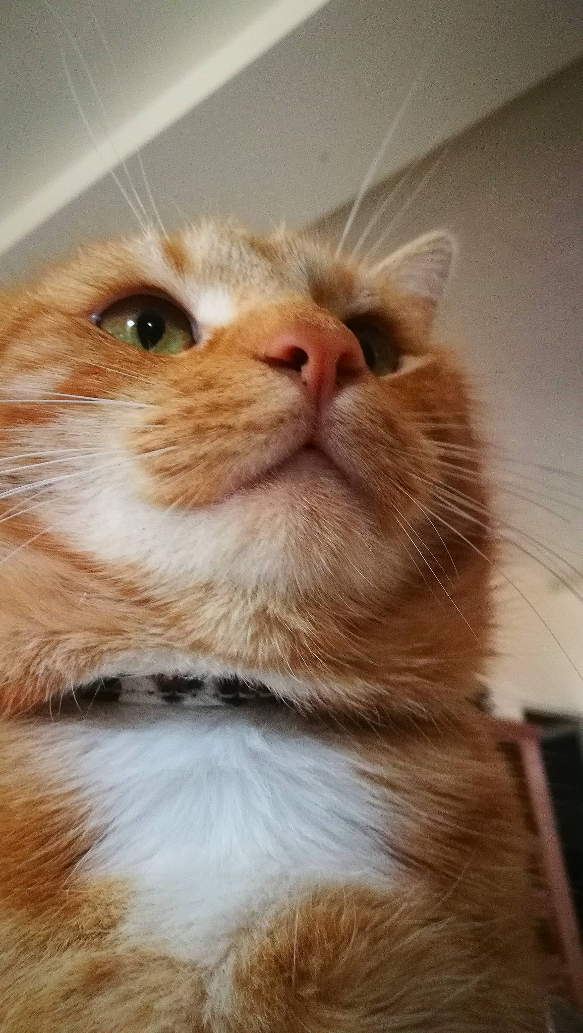 Roukmout a rejoint le concours — aidez-le/la à gagner de superbes lots ! asian, british_semi_longhair, carnivore, cat, close_up, european_shorthair, eye, fawn, felidae, fur, kitten, mammal, munchkin, nose, photography, scottish_fold, small_to_medium_sized_cats, snout, whiskers