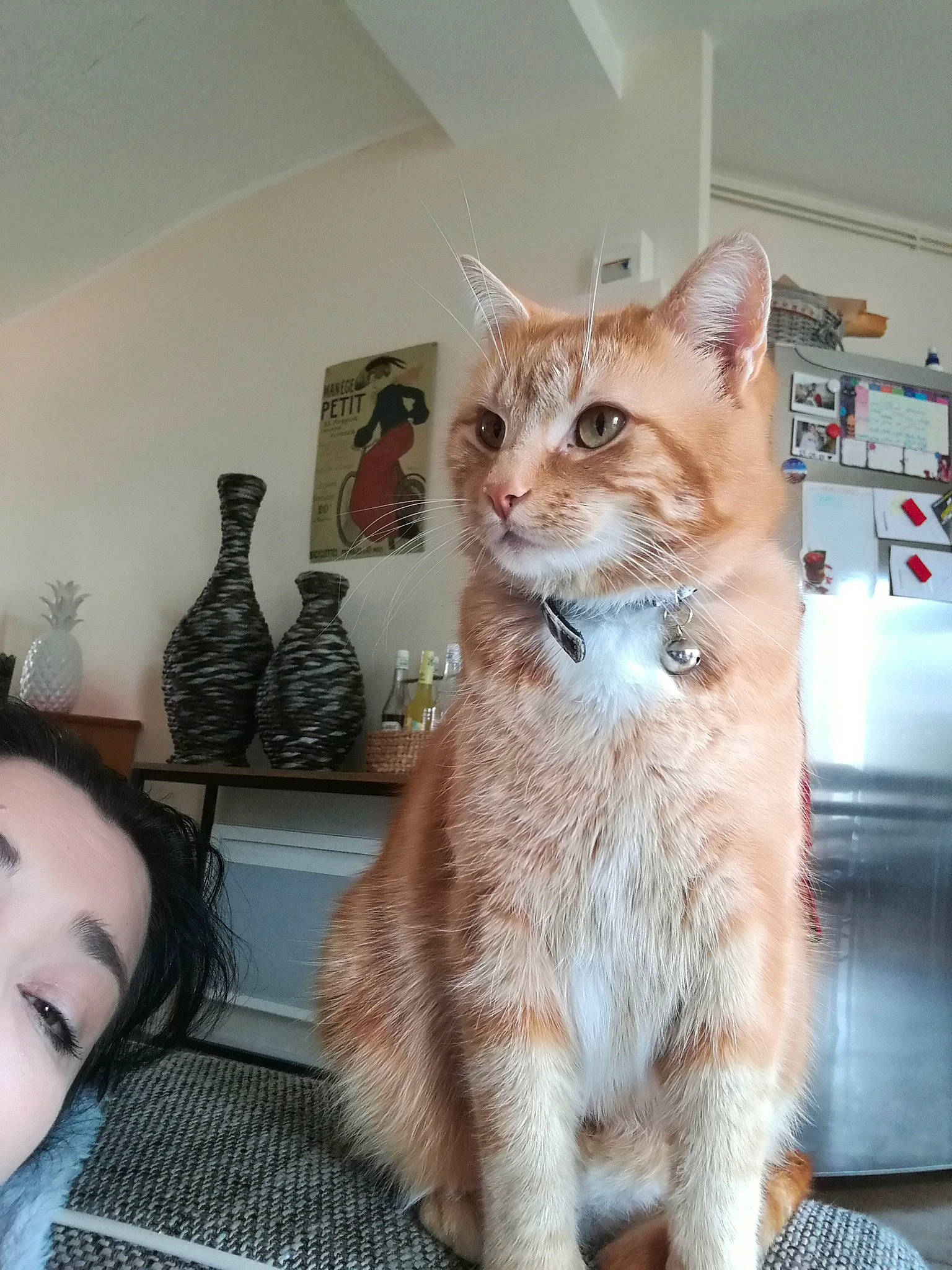 Roukmout a rejoint le concours — aidez-le/la à gagner de superbes lots ! aegean_cat, arabian_mau, asian, australian_mist, carnivore, cat, domestic_short_haired_cat, european_shorthair, fawn, felidae, fur, german_rex, kitten, mammal, ojos_azules, polydactyl_cat, small_to_medium_sized_cats, tabby_cat, tail, whiskers