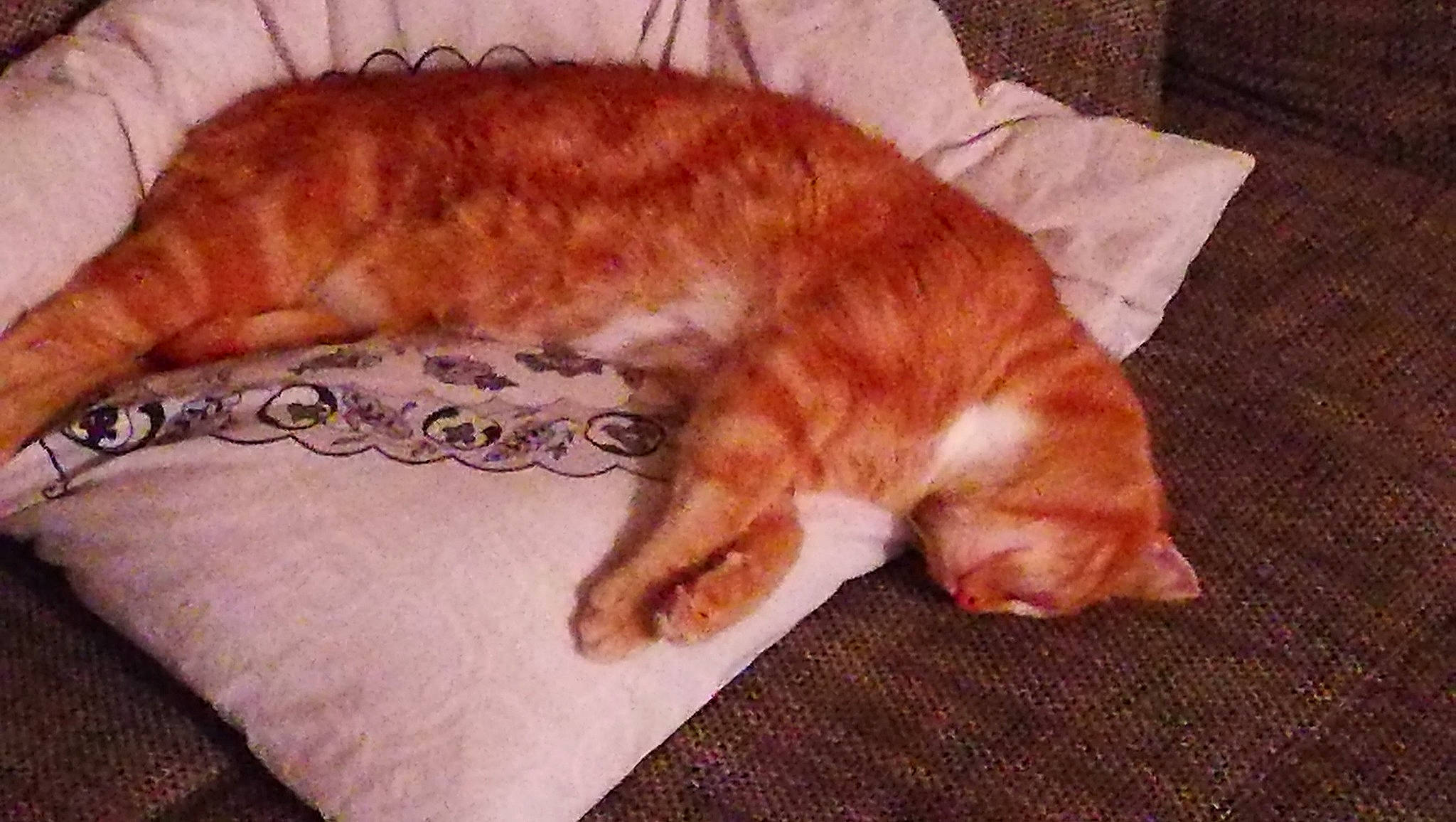 Roukmout participe au concours pour gagner de l'argent avec cette photo : carnivore, cat, claw, cushion, european_shorthair, felidae, fur, nap, sleep, small_to_medium_sized_cats, tabby_cat, tail, textile, whiskers