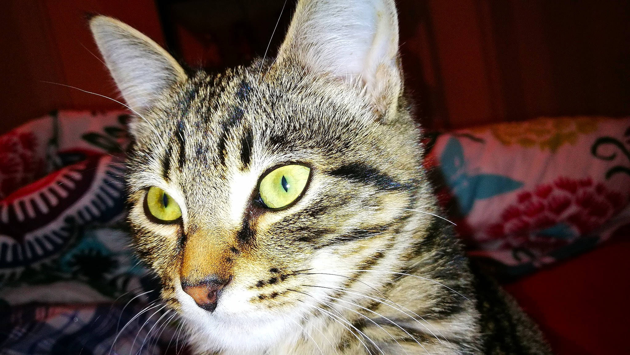 Nala participe au concours pour gagner de l'argent avec cette photo : aegean_cat, american_shorthair, american_wirehair, asian, california_spangled, carnivore, cat, close_up, domestic_short_haired_cat, dragon_li, european_shorthair, eye, felidae, mammal, pixie_bob, small_to_medium_sized_cats, snout, tabby_cat, vertebrate, whiskers