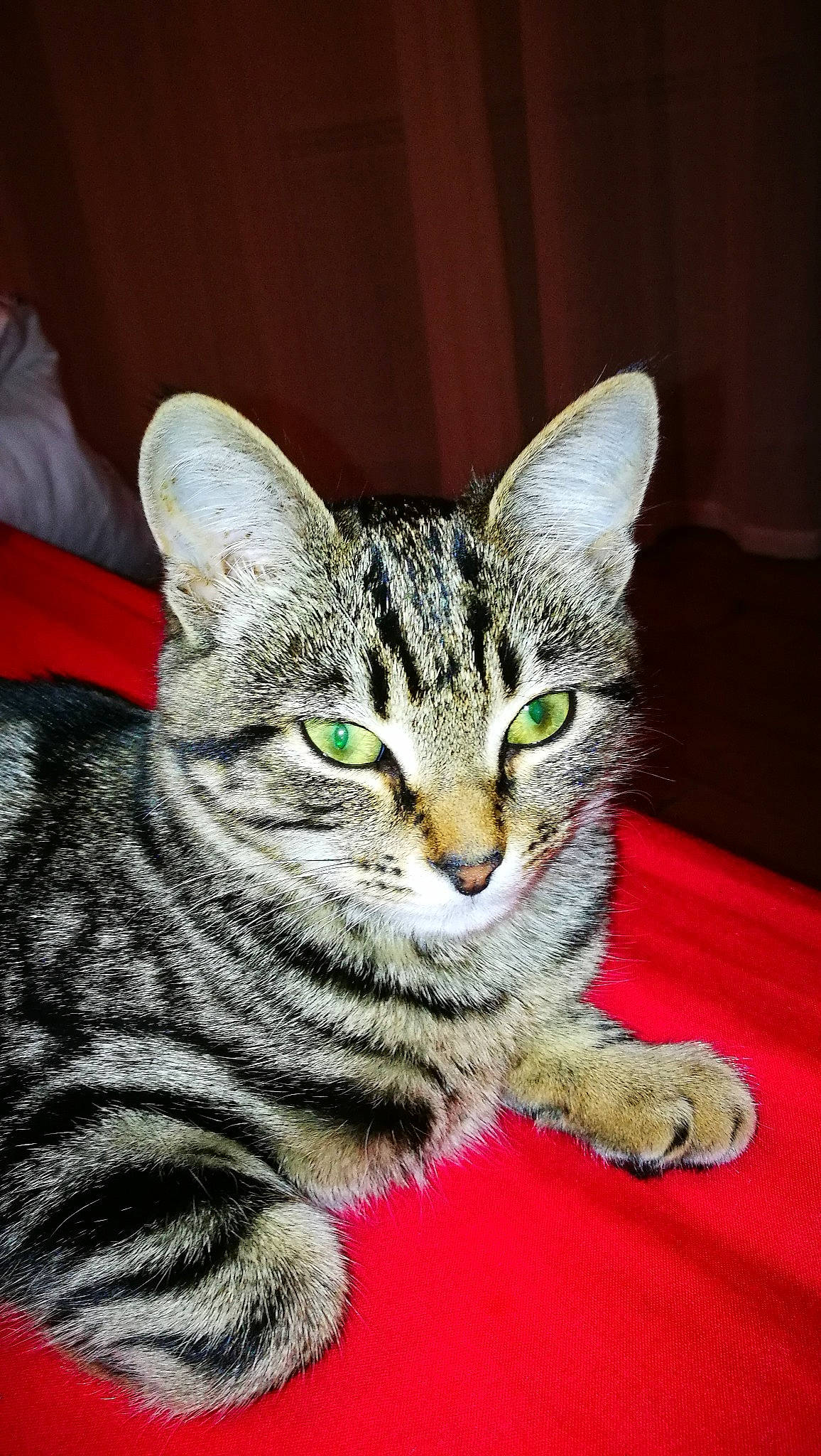 Nala a rejoint le concours — aidez-le/la à gagner de superbes lots ! american_shorthair, american_wirehair, asian, california_spangled, carnivore, cat, domestic_short_haired_cat, dragon_li, egyptian_mau, european_shorthair, felidae, kitten, mammal, ocicat, pixie_bob, savannah, small_to_medium_sized_cats, tabby_cat, vertebrate, whiskers