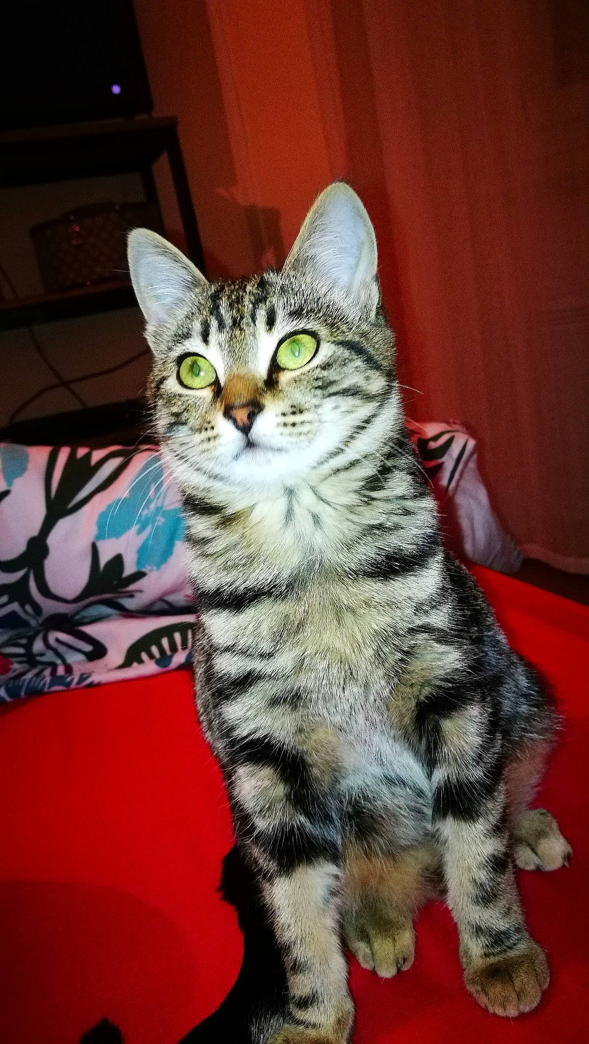 Nala a rejoint le concours — aidez-le/la à gagner de superbes lots ! american_shorthair, american_wirehair, asian, australian_mist, california_spangled, carnivore, cat, domestic_short_haired_cat, dragon_li, egyptian_mau, european_shorthair, felidae, kitten, mammal, pixie_bob, small_to_medium_sized_cats, tabby_cat, toyger, vertebrate, whiskers