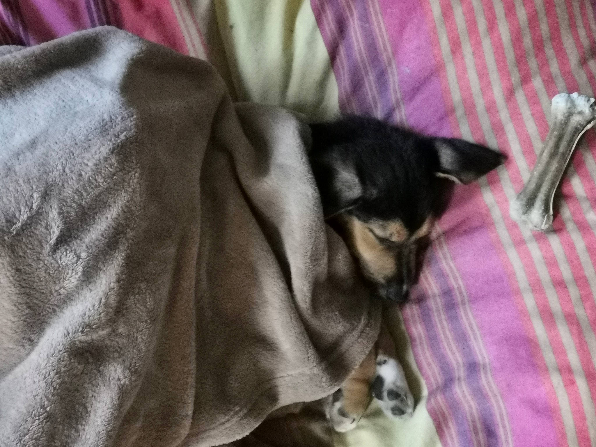 Atos a rejoint le concours — aidez-le/la à gagner de superbes lots ! canidae, carnivore, cat, fawn, felidae, kitten, linens, nap, small_to_medium_sized_cats, snout, tail, textile, whiskers