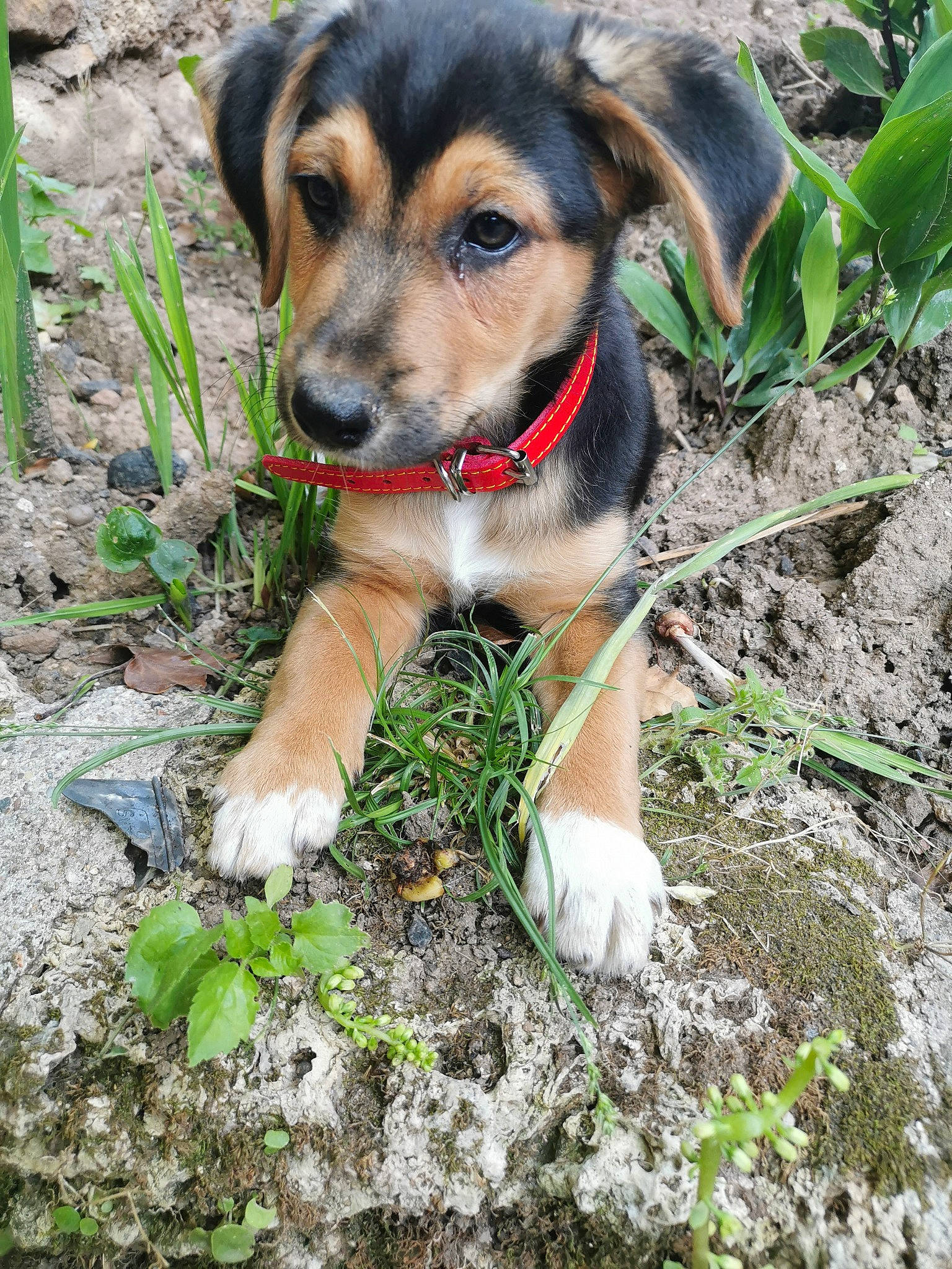 Atos a rejoint le concours — aidez-le/la à gagner de superbes lots ! beagle, canidae, carnivore, companion_dog, dog, dog_breed, fawn, hunting_dog, mammal, mountain_cur, puppy, rare_breed_dog