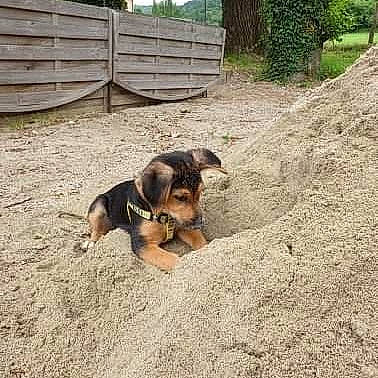 Atos participe au concours pour gagner de l'argent avec cette photo : canidae, carnivore, dog, dog_breed, hunting_dog, mammal, puppy, transylvanian_hound