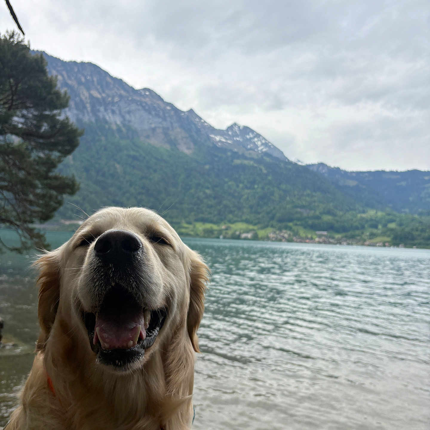 Vasco a rejoint le concours — aidez-le/la à gagner de superbes lots ! dog, golden_retriever, water, lake, mountains, nature, outdoor, happy, smiling, canine, animal, scenic, landscape, tree, sky, cloudy, fur, pet, portrait, leisure