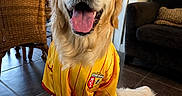 Vasco participe au concours pour gagner de l'argent avec cette photo : dog, golden_retriever, pet, indoor, floor, clothing, yellow_jersey, happy, tongue_out, smiling, sitting, furniture, chair, couch, home, living_room, tile_floor, animal, cute, domestic