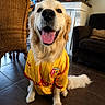 dog, golden_retriever, pet, indoor, floor, clothing, yellow_jersey, happy, tongue_out, smiling, sitting, furniture, chair, couch, home, living_room, tile_floor, animal, cute, domestic