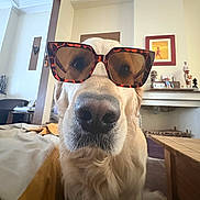 Vasco a rejoint le concours — aidez-le/la à gagner de superbes lots ! dog, golden_retriever, sunglasses, indoor, living_room, furniture, table, blanket, wall_art, decor, window, light, nose, close_up, pet, animal, cute, funny, portrait, canine