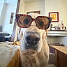 dog, golden_retriever, sunglasses, indoor, living_room, furniture, table, blanket, wall_art, decor, window, light, nose, close_up, pet, animal, cute, funny, portrait, canine