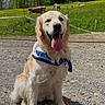 Vasco participe au concours pour gagner de l'argent avec cette photo : dog, golden_retriever, bandana, tongue_out, gravel_path, green_field, cows, mountains, trees, nature, sunny, outdoor, animal, pet, canine, happy, sitting, leash, scenery, farm