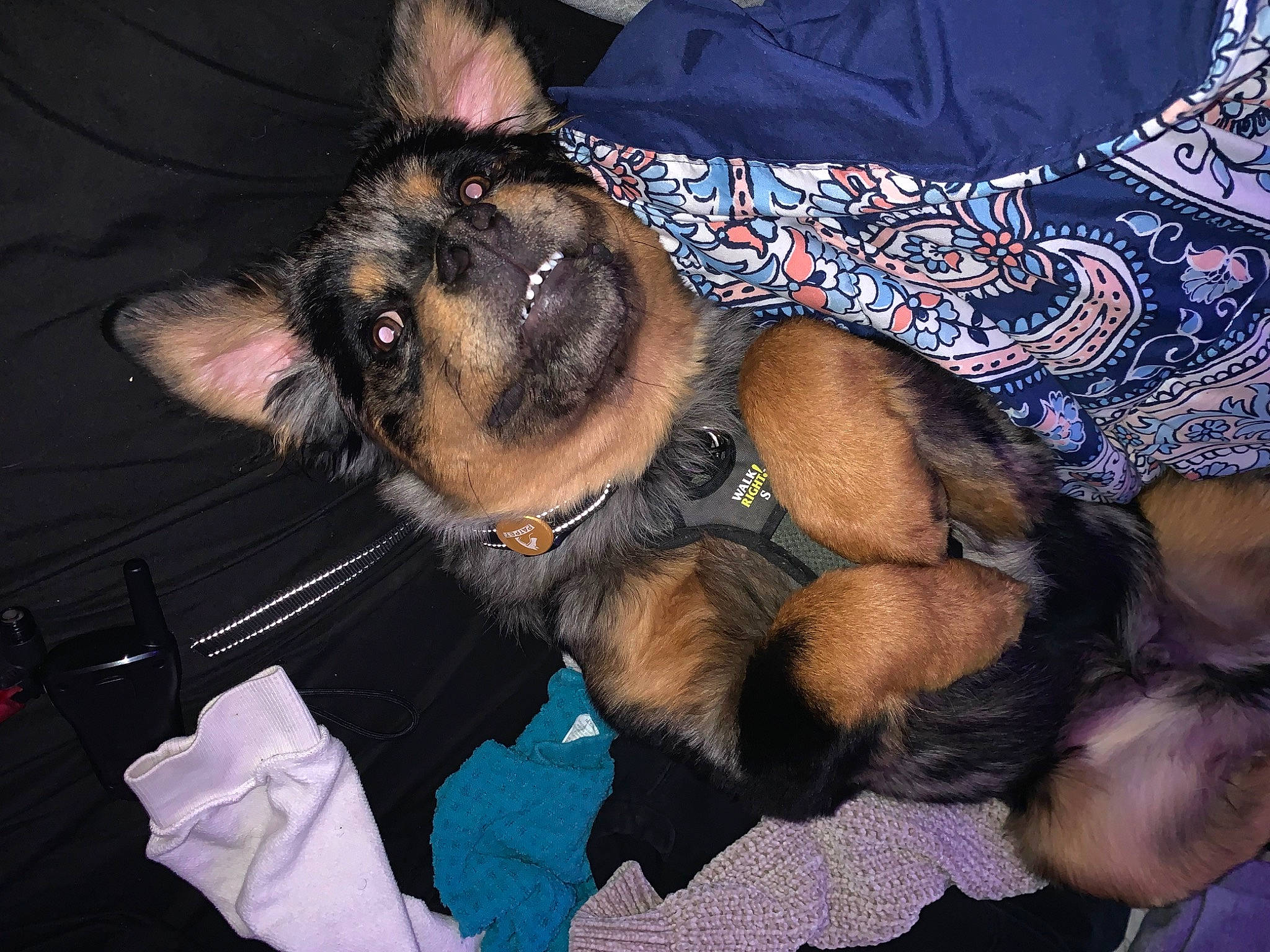 Choppah G joined the competition — help win amazing prizes! canidae, carnivore, comfort, companion_dog, dog, dog_breed, ear, fawn, fur, guard_dog, nap, paw, puppy, sleep, small_terrier, snout, sporting_group, terrier, toy_dog, whiskers