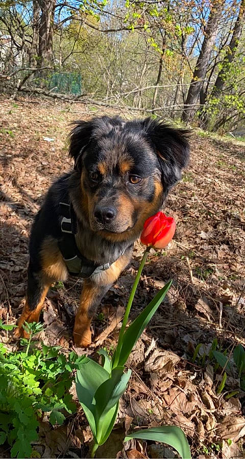 Choppah G joined the competition — help win amazing prizes! canidae, carnivore, companion_dog, dog, dog_breed, flower, gaddi_kutta, grass, herding_dog, hunting_dog, plant, puppy, snout, soil, sporting_group, terrestrial_animal, tree, walking, water_dog, working_dog