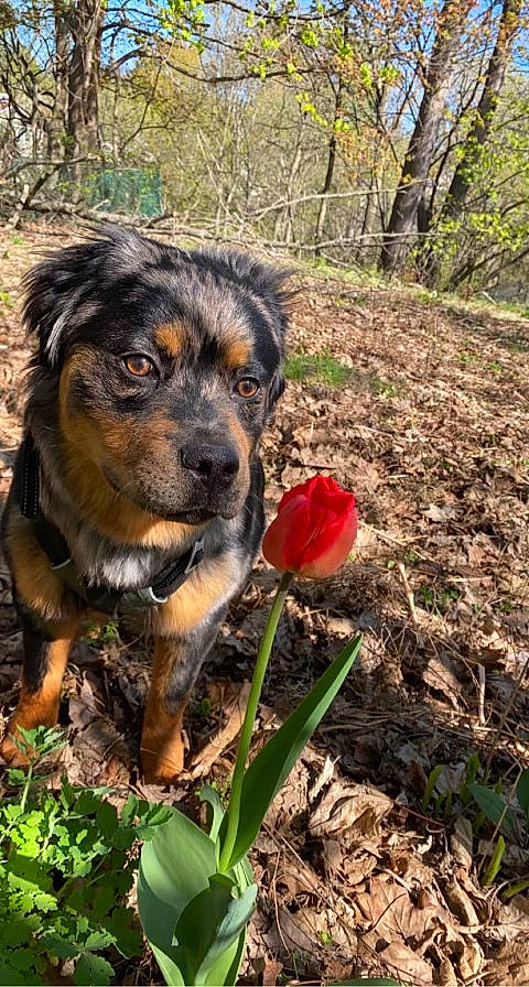 Choppah G joined the competition — help win amazing prizes! canidae, carnivore, companion_dog, dog, dog_breed, flower, flowering_plant, grass, herbaceous_plant, landscape, petal, plant, soil, sporting_group, terrestrial_animal, terrestrial_plant, tree, wildlife, working_animal, working_dog