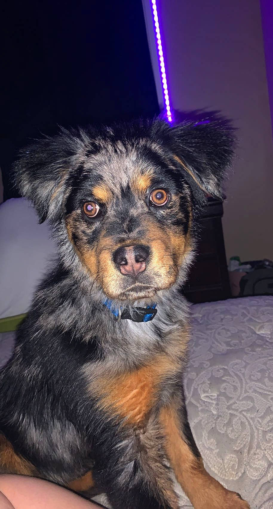 Choppah G joined the competition — help win amazing prizes! ball, canidae, carnivore, collar, companion_dog, dog, dog_breed, dog_collar, dog_supply, event, fawn, fur, guard_dog, leash, pet_supply, plant, snout, sporting_group, whiskers, working_dog