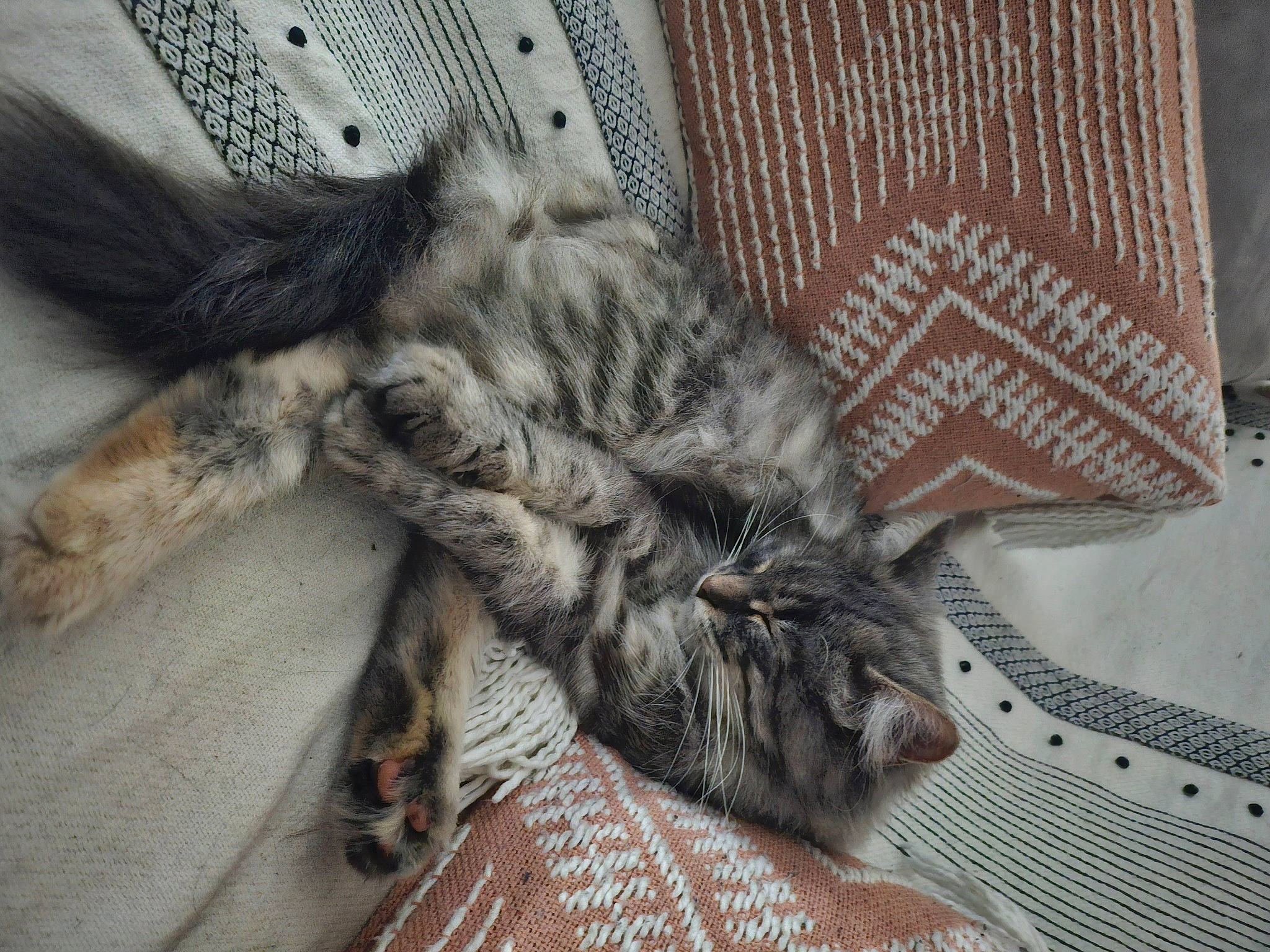 Pamuk participe au concours pour gagner de l'argent avec cette photo : carnivore, cat, claw, comfort, domestic_short_haired_cat, fawn, felidae, fur, grey, pattern, paw, small_to_medium_sized_cats, snout, tail, terrestrial_animal, whiskers