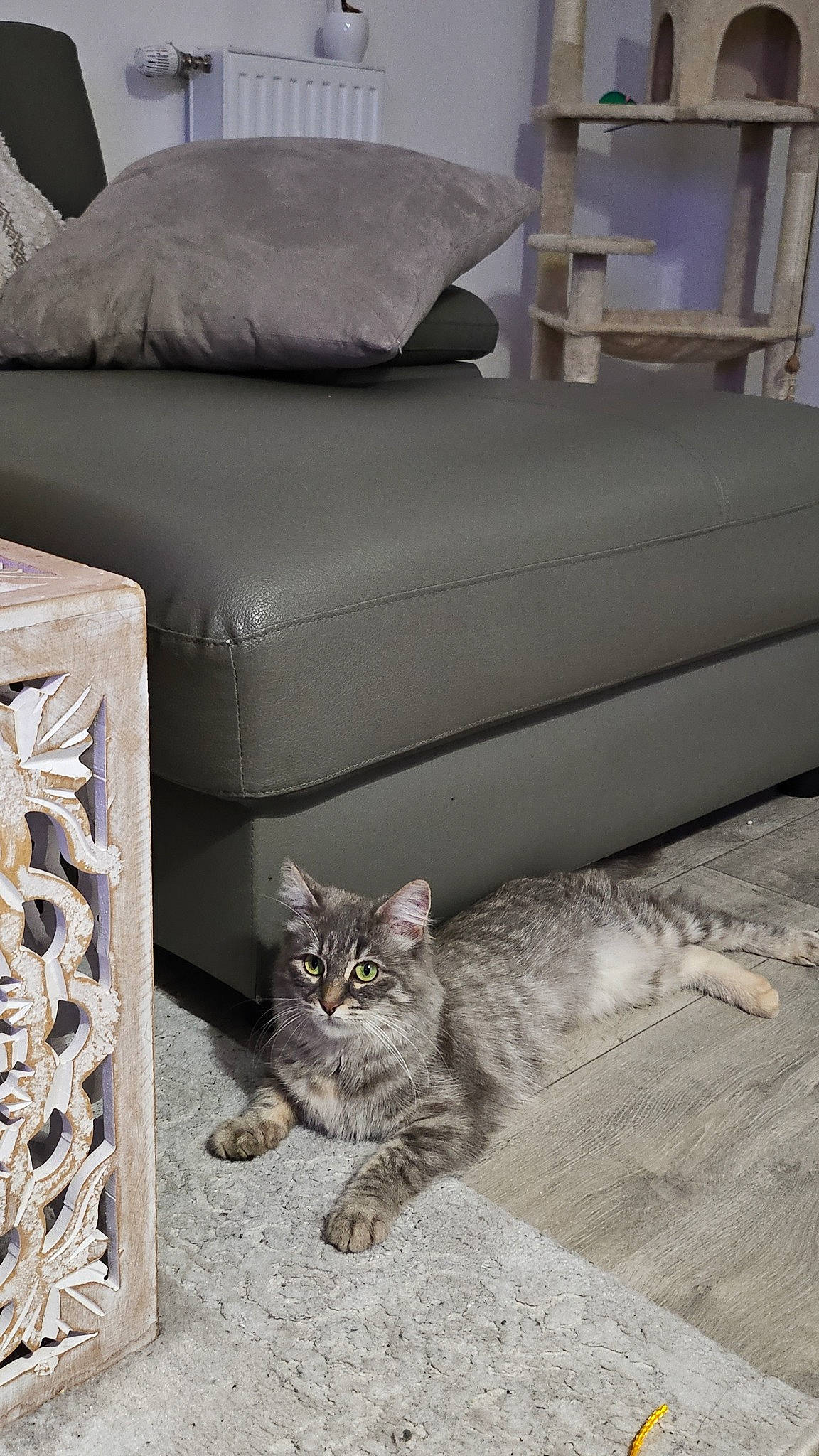 Pamuk participe au concours pour gagner de l'argent avec cette photo : carnivore, cat, comfort, couch, domestic_short_haired_cat, felidae, floor, flooring, fur, grey, hardwood, living_room, pet_supply, rectangle, room, small_to_medium_sized_cats, tail, whiskers, white, wood