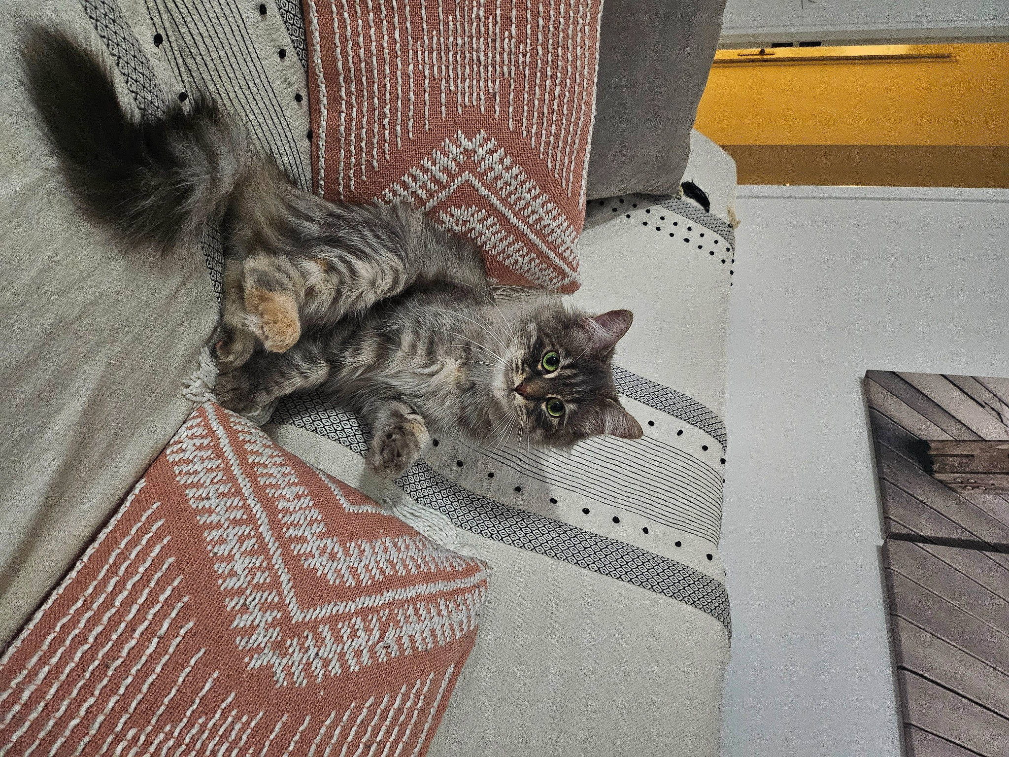 Pamuk a rejoint le concours — aidez-le/la à gagner de superbes lots ! bedding, box, carnivore, cat, comfort, domestic_short_haired_cat, felidae, floor, flooring, fur, grey, hardwood, linens, pattern, paw, room, small_to_medium_sized_cats, tail, whiskers, wood