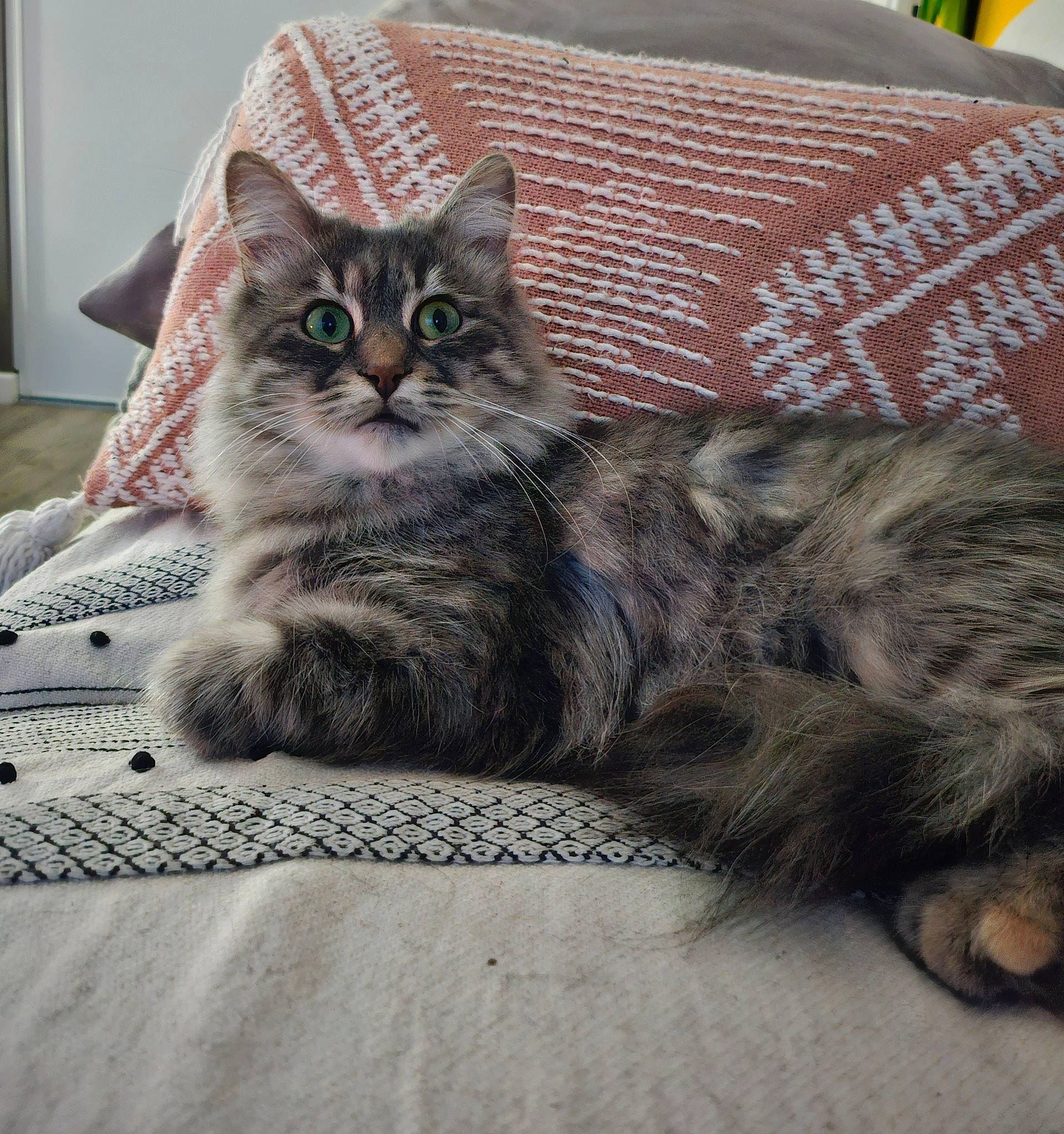 Pamuk participe au concours pour gagner de l'argent avec cette photo : carnivore, cat, claw, comfort, domestic_short_haired_cat, felidae, fur, grey, paw, sitting, small_to_medium_sized_cats, snout, tail, terrestrial_animal, whiskers