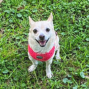 Lil Bit is registered to the contest to win money with this photo: accessories, animal, bodypart, canine, chihuahua, dog, eskimodog, grass, green, lawn, leash, mouth, person, pet, plant, puppy, racket, strap, vegetation, whitedog