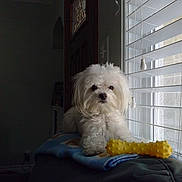 Casper joined the competition — help win amazing prizes! animal, blanket, companion, couch, cozy, curious, curtains, dog, domestic_animal, fur, household, indoor, pet, relaxing, soft_light, toy, white_dog, window, window_blinds, yellow_toy