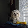 animal, blanket, companion, couch, cozy, curious, curtains, dog, domestic_animal, fur, household, indoor, pet, relaxing, soft_light, toy, white_dog, window, window_blinds, yellow_toy