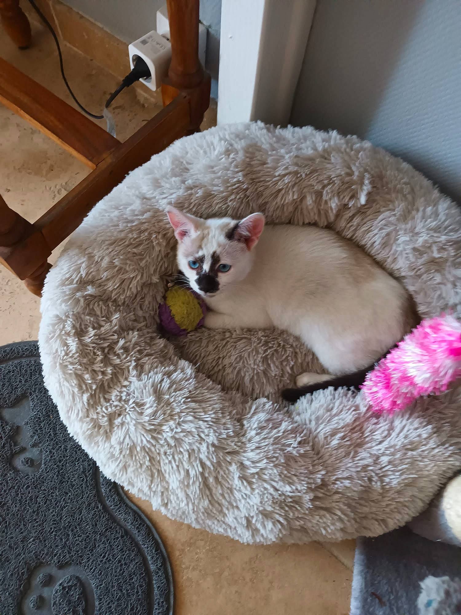 Bertille participe au concours pour gagner de l'argent avec cette photo : carnivore, cat, cat_bed, cat_supply, comfort, companion_dog, couch, dog_breed, dog_supply, fawn, felidae, flooring, fur, hardwood, linens, pet_supply, small_to_medium_sized_cats, tail, whiskers, wood