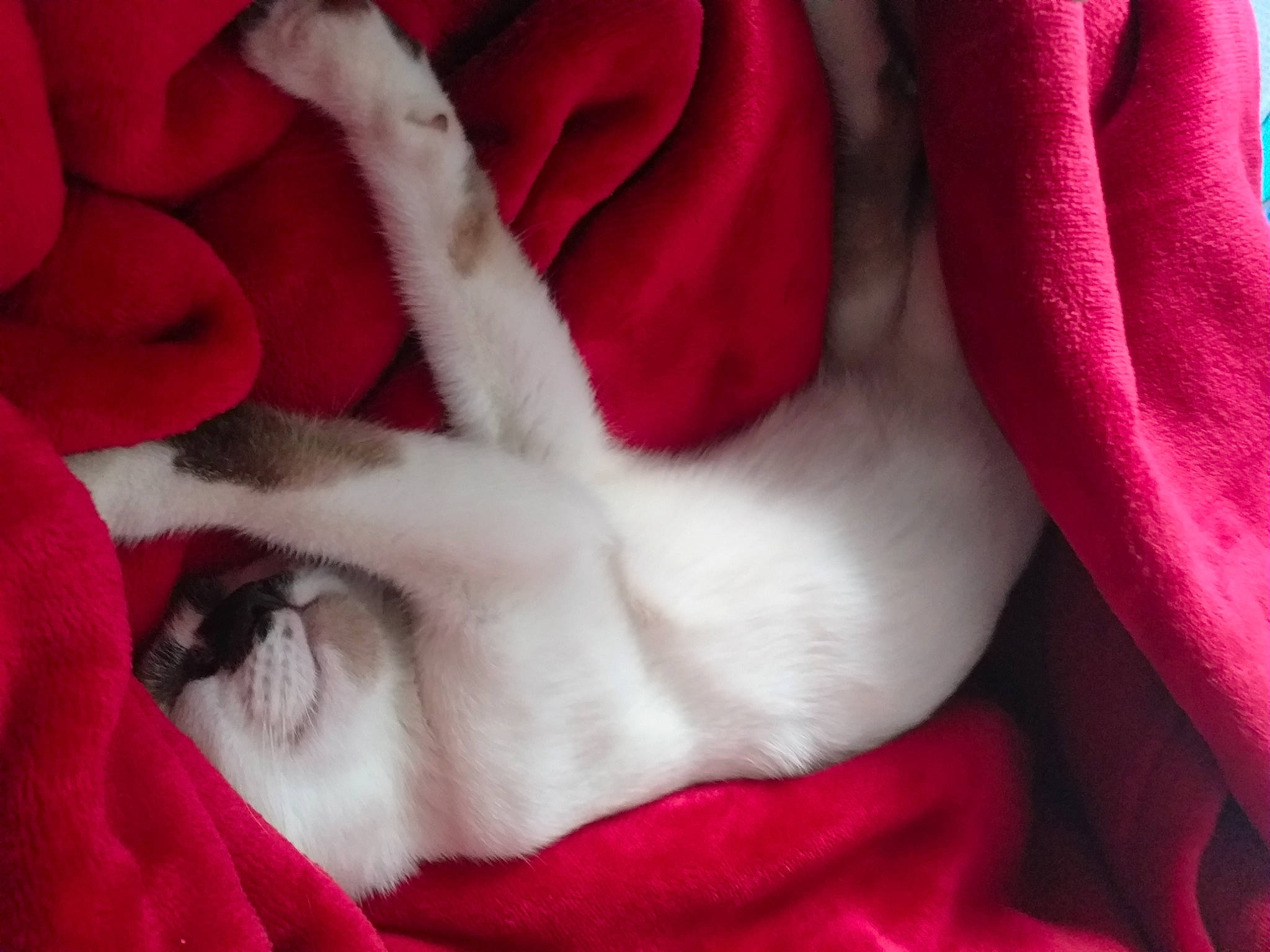 Bertille participe au concours pour gagner de l'argent avec cette photo : carmine, carnivore, cat, close_up, comfort, companion_dog, fawn, felidae, flower, flowering_plant, fur, linens, magenta, petal, pink, red, rose, small_to_medium_sized_cats, textile, whiskers