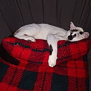 Bertille participe au concours pour gagner de l'argent avec cette photo : cat, sleeping, white_cat, black_spots, plaid_blanket, red_blanket, black_blanket, couch, indoor, cozy, resting, pet, animal, feline, relaxed, fur, paw, ear, home, comfortable