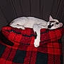 cat, sleeping, white_cat, black_spots, plaid_blanket, red_blanket, black_blanket, couch, indoor, cozy, resting, pet, animal, feline, relaxed, fur, paw, ear, home, comfortable