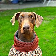 Rambo is registered to the contest to win money with this photo: dog, doberman, animal, pet, leopard_print, jacket, clothing, portrait, outdoor, grass, greenery, ears, canine, fur, eyes, snout, muzzle, fashion, cute, attentive