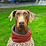 dog, doberman, animal, pet, leopard_print, jacket, clothing, portrait, outdoor, grass, greenery, ears, canine, fur, eyes, snout, muzzle, fashion, cute, attentive