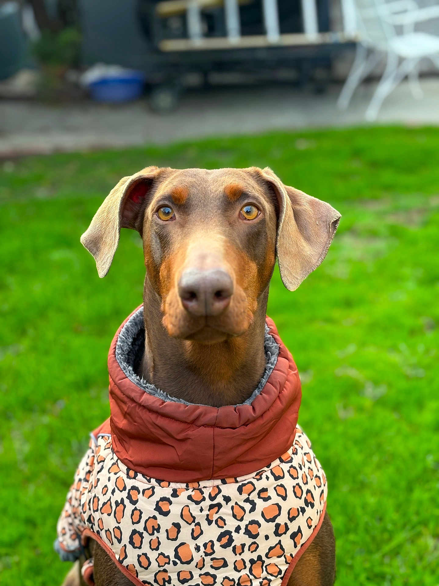 Rambo