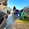 cat, animal, outdoor, blue_sky, greenery, curious, fur, whiskers, pet, mammal, nature, closeup, portrait, daylight, eyes, face, focus, background_blur, domestic_cat, alert
