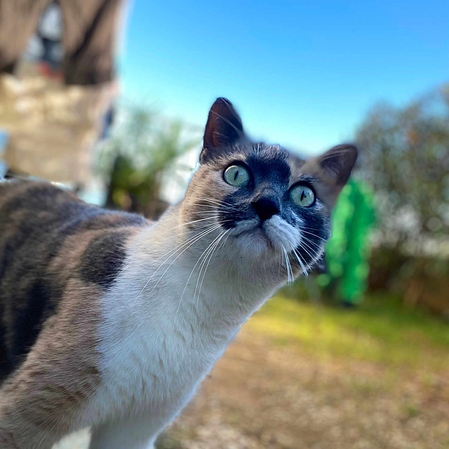 Loobee participe au concours pour gagner de l'argent avec cette photo : cat, animal, outdoor, blue_sky, greenery, curious, fur, whiskers, pet, mammal, nature, closeup, portrait, daylight, eyes, face, focus, background_blur, domestic_cat, alert