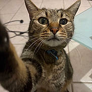 Zig a rejoint le concours — aidez-le/la à gagner de superbes lots ! cat, tabby, pet, indoor, curious, paw, closeup, whiskers, floor, tile, collar, feline, animal, portrait, looking, mammal, domestic, cute, face, ears