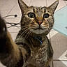 cat, tabby, pet, indoor, curious, paw, closeup, whiskers, floor, tile, collar, feline, animal, portrait, looking, mammal, domestic, cute, face, ears