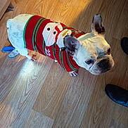 Prune participe au concours pour gagner de l'argent avec cette photo : dog, french_bulldog, pet, sweater, red_sweater, snowman_pattern, wooden_floor, indoor, curious, standing, clothing, canine, animal, ears, cute, looking_up, domestic, companion, footwear, black_shoes