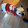 dog, french_bulldog, pet, sweater, red_sweater, snowman_pattern, wooden_floor, indoor, curious, standing, clothing, canine, animal, ears, cute, looking_up, domestic, companion, footwear, black_shoes