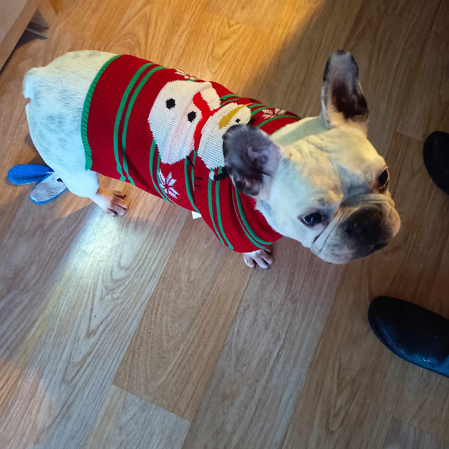 Prune participe au concours pour gagner de l'argent avec cette photo : animal, black_shoes, canine, clothing, companion, curious, cute, dog, domestic, ears, footwear, french_bulldog, indoor, looking_up, pet, red_sweater, snowman_pattern, standing, sweater, wooden_floor