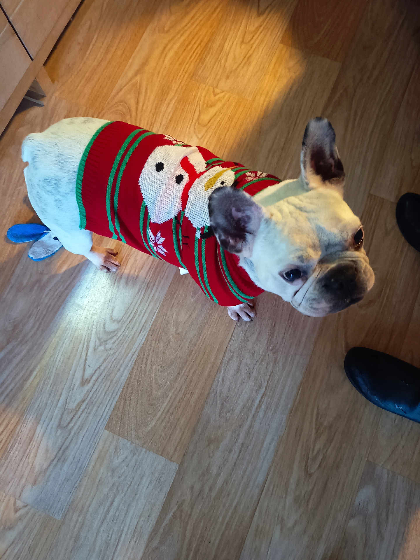 Prune participe au concours pour gagner de l'argent avec cette photo : dog, french_bulldog, pet, sweater, red_sweater, snowman_pattern, wooden_floor, indoor, curious, standing, clothing, canine, animal, ears, cute, looking_up, domestic, companion, footwear, black_shoes
