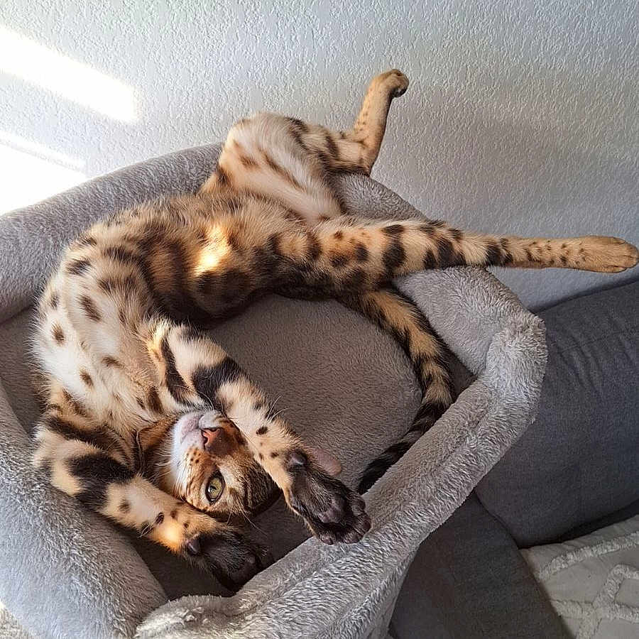 Coockie a rejoint le concours — aidez-le/la à gagner de superbes lots ! animal, blanket, canine, cat, dog, dogbed, furniture, kitten, ocelot, person, pet, sleeping