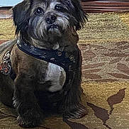 Skully joined the competition — help win amazing prizes! affenpinscher, animal, bulldog, canine, dog, door, pet, policedog, poodle, puppy, slate, snout, terrier, whitedog