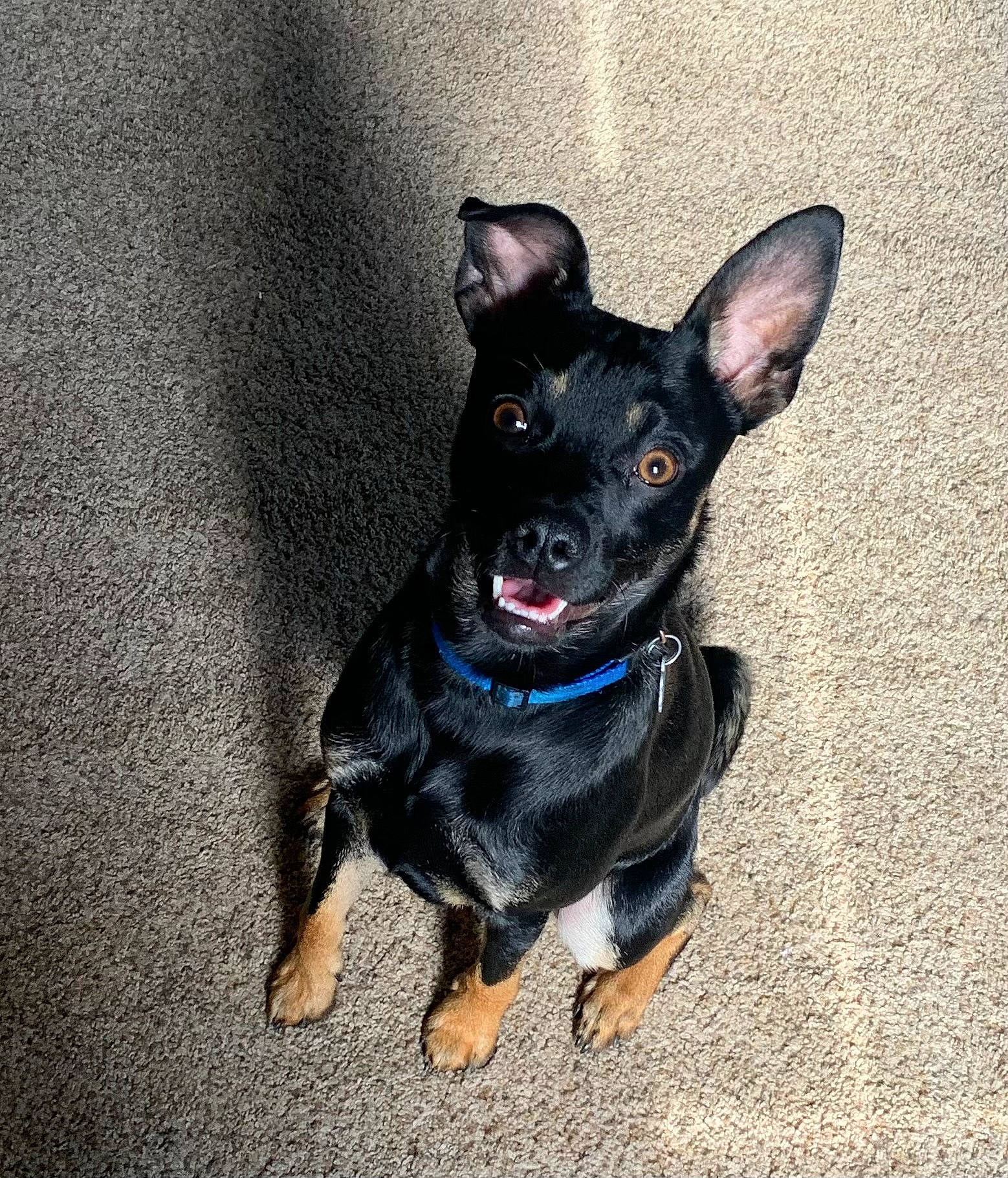 Tito joined the competition — help win amazing prizes! art, canidae, carnivore, chihuahua, collar, companion_dog, dog, dog_breed, dog_collar, fawn, grey, guard_dog, paw, prazsky_krysarik, russkiy_toy, snout, sporting_group, toy_dog, whiskers, working_animal